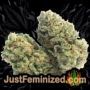 Gorilla Glue by Blim Burn Seeds Buds Weed Ganja Skunk Pot Reefer Dope Herb Pics Images