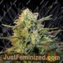 Mamba Negra by Blim Burn Seeds Cannabis Seeds For Sale at Just Feminized