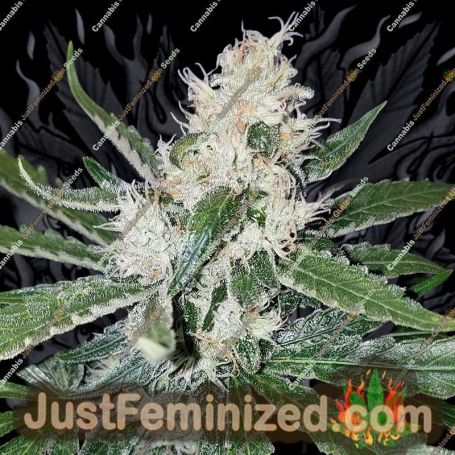 Santa Muerte by Blim Burn Seeds Cannabis Seeds For Sale at Just Feminized