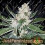 Santa Muerte by Blim Burn Seeds Cannabis Seeds For Sale at Just Feminized