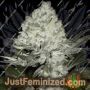 Afghani Dream Auto by British Columbia Cannabis Seeds For Sale at Just Feminized