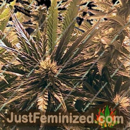 Columbia Blaze by British Columbia Cannabis Seeds For Sale at Just Feminized