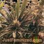 Columbia Blaze by British Columbia Cannabis Seeds For Sale at Just Feminized