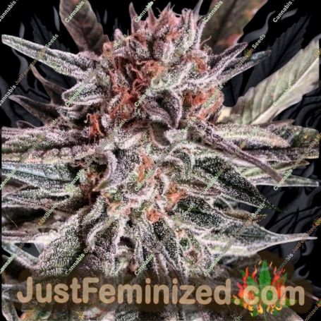LSD Ultra by BSB Genetics Cannabis Seeds For Sale at Just Feminized