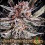 LSD Ultra by BSB Genetics Cannabis Seeds For Sale at Just Feminized