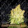 MK Ultra by BSB Genetics Cannabis Seeds For Sale at Just Feminized