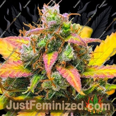 Strawberry Banana by BSB Genetics Cannabis Seeds For Sale at Just Feminized