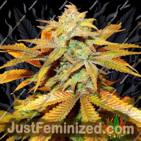 Cali Glue by Cali Weed Cannabis Seeds For Sale at Just Feminized