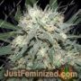 Cali Killer by Cali Weed Cannabis Seeds For Sale at Just Feminized