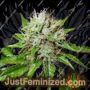 Jon Snow Auto by Cali Weed Cannabis Seeds For Sale at Just Feminized