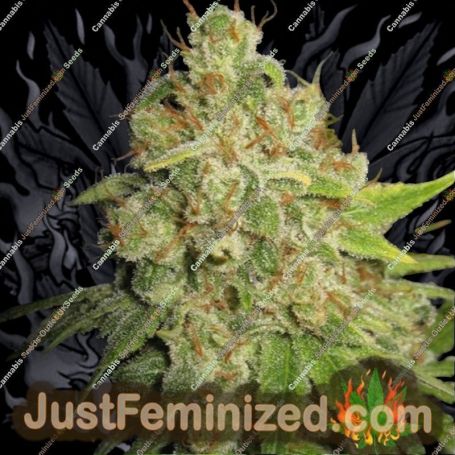 Raspberry Zkittlez by Cali Weed Cannabis Seeds For Sale at Just Feminized