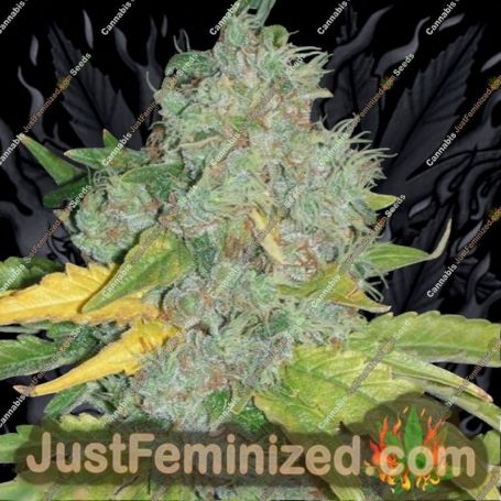 Raspberry Zkittlez Auto by Cali Weed Cannabis Seeds For Sale at Just Feminized
