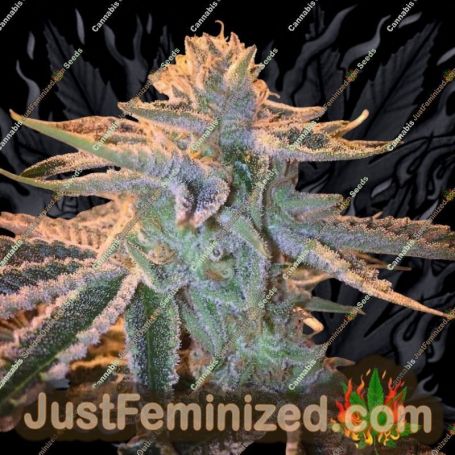 Sunset Sherbet by Cali Weed Cannabis Seeds For Sale at Just Feminized