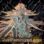 Sunset Sherbet by Cali Weed Cannabis Seeds For Sale at Just Feminized
