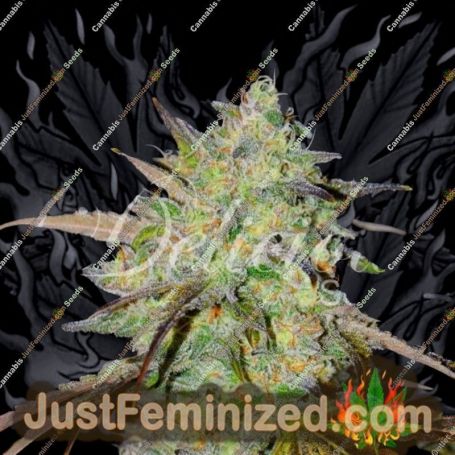 Marmalate Early by Delicious Seeds Cannabis Seeds For Sale at Just Feminized