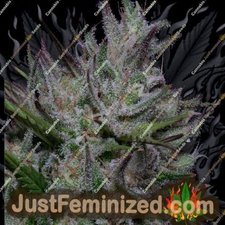 Don Do Si Cookies by Don Avalanche Cannabis Seeds For Sale at Just Feminized