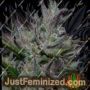 Don Do Si Cookies by Don Avalanche Cannabis Seeds For Sale at Just Feminized