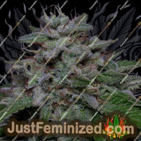 Don Do Si Glue by Don Avalanche Cannabis Seeds For Sale at Just Feminized