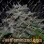 Don Do Si Glue by Don Avalanche Cannabis Seeds For Sale at Just Feminized
