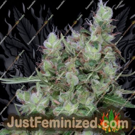 Grateful Chemdawg by Don Avalanche Cannabis Seeds For Sale at Just Feminized