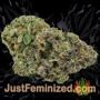 Grateful Chemdawg by Don Avalanche Buds Weed Ganja Skunk Pot Reefer Dope Herb Pics Images