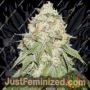 Banana Blaze Auto by Dutch Passion Cannabis Seeds For Sale at Just Feminized