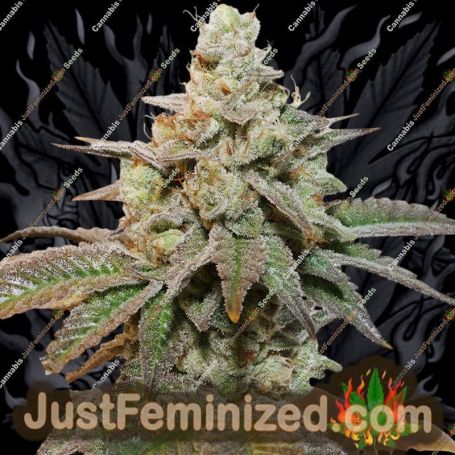 Kerosine Krash by Dutch Passion Cannabis Seeds For Sale at Just Feminized
