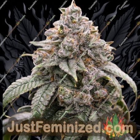 Dragonaut Cookies by Dragon Seeds Cannabis Seeds For Sale at Just Feminized