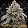 Dragonaut Cookies by Dragon Seeds Cannabis Seeds For Sale at Just Feminized
