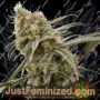 Hydra Kush by Dragon Seeds Cannabis Seeds For Sale at Just Feminized