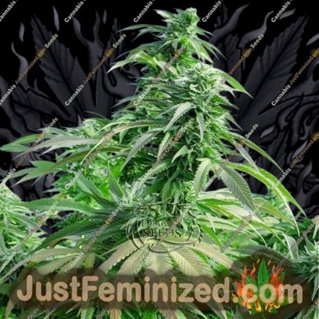 Komodo Glue by Dragon Seeds Cannabis Seeds For Sale at Just Feminized