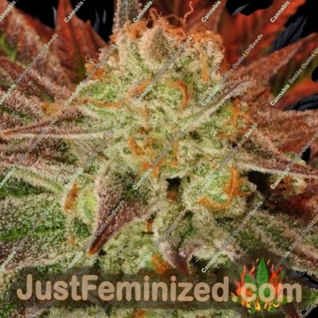 Carnage by 710 Genetics Cannabis Seeds For Sale at Just Feminized