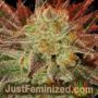 Carnage by 710 Genetics Cannabis Seeds For Sale at Just Feminized