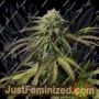 Northern Dragonaut by Dragon Seeds Cannabis Seeds For Sale at Just Feminized