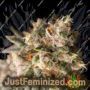Wedding Drake by Dragon Seeds Cannabis Seeds For Sale at Just Feminized