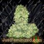 Alien Otto Auto by Elev8 Seeds Cannabis Seeds For Sale at Just Feminized
