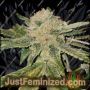 Gelato Kiss by Elev8 Seeds Cannabis Seeds For Sale at Just Feminized
