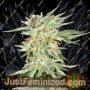 Gelato Sundae by Elev8 Seeds Cannabis Seeds For Sale at Just Feminized