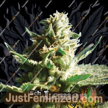 Sch Lemon Cake by Big Buddha Seeds Cannabis Seeds For Sale at Just Feminized
