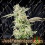 Giscotti by Elev8 Seeds Cannabis Seeds For Sale at Just Feminized
