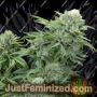 Gorilla Glue by Elev8 Seeds Cannabis Seeds For Sale at Just Feminized