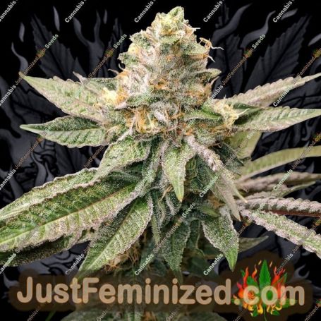 King Cone by Elev8 Seeds Cannabis Seeds For Sale at Just Feminized