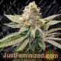 King Cone by Elev8 Seeds Cannabis Seeds For Sale at Just Feminized