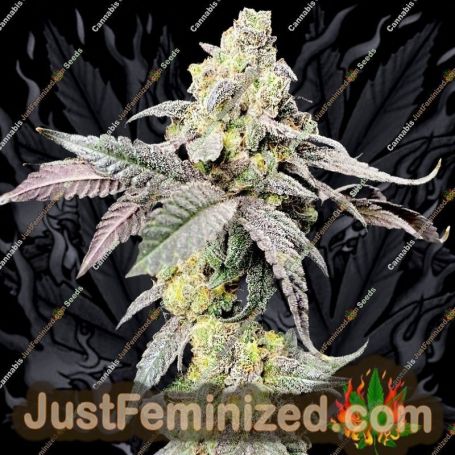 Purple Cherry Ripple by Elev8 Seeds Cannabis Seeds For Sale at Just Feminized