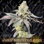 Purple Cherry Ripple by Elev8 Seeds Cannabis Seeds For Sale at Just Feminized