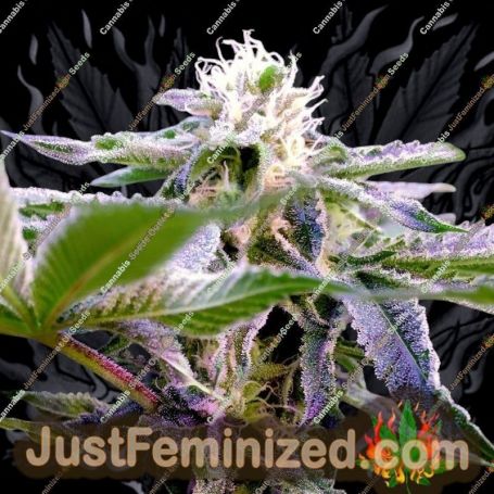 Runtz by Elev8 Seeds Cannabis Seeds For Sale at Just Feminized