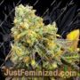 Sherbet Punch by Elev8 Seeds Cannabis Seeds For Sale at Just Feminized