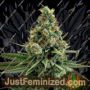 Sour Patch Kiss by Elev8 Seeds Cannabis Seeds For Sale at Just Feminized