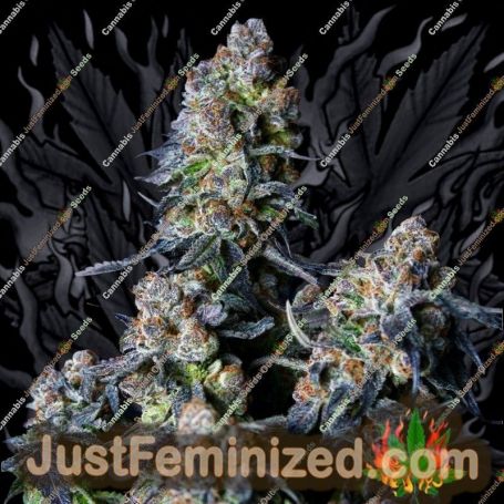 Triple Scoop by Elev8 Seeds Cannabis Seeds For Sale at Just Feminized