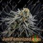 Mac 1 by Expert Seeds Cannabis Seeds For Sale at Just Feminized